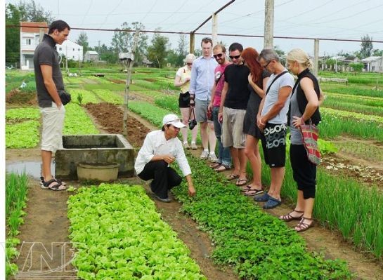 Doing farm work in rural Hoi An  - ảnh 2